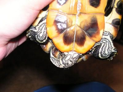 turtle sex red eared slider Thick female cum tube